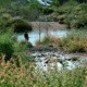 Tour of Riparian Preserve at Water Ranch